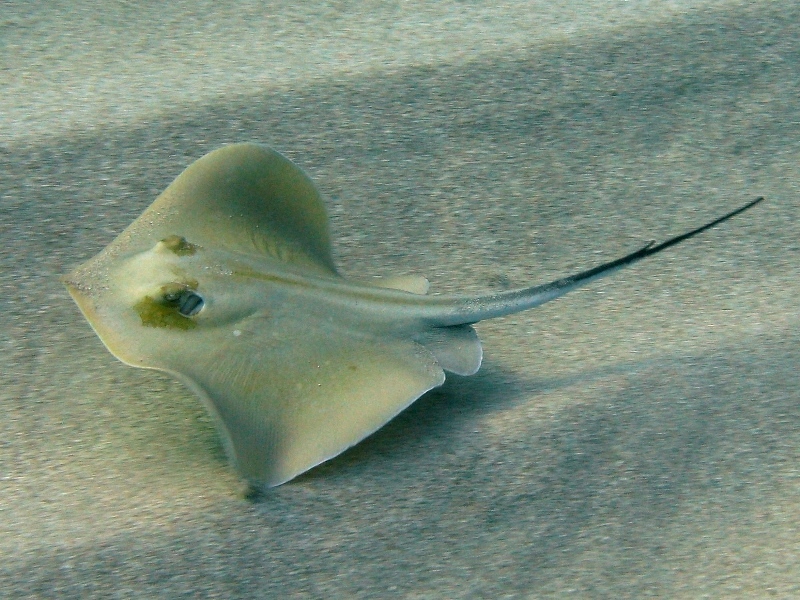 Dasyatis pastinaca (Linnaeus, 1758)